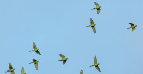 Animals A Million Years From Now