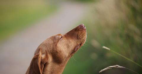 One solution for invasive spotted lanternflies? Your dog, study finds