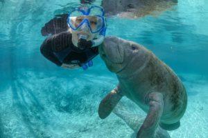 wp content/uploads/// Travel Swim with Manatees Miles M