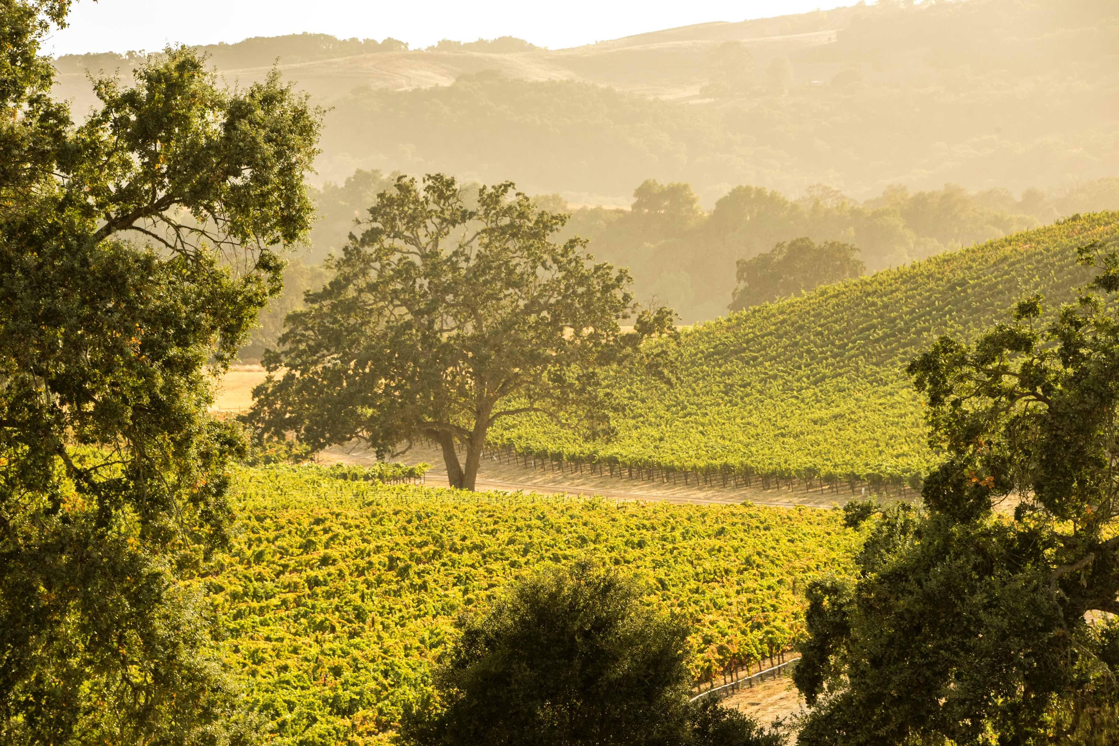 vineyards paso robles compressed