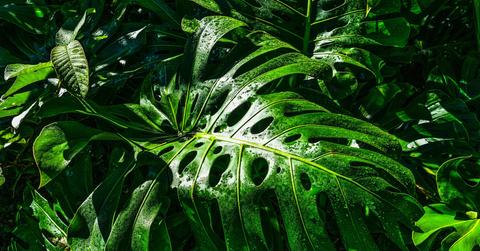 plant music compressed