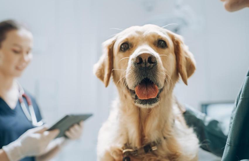 Dogs and their people: Companions in cancer research