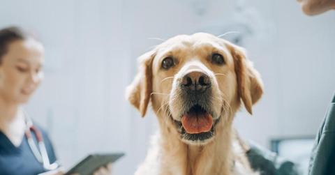 Dogs and their people: Companions in cancer research