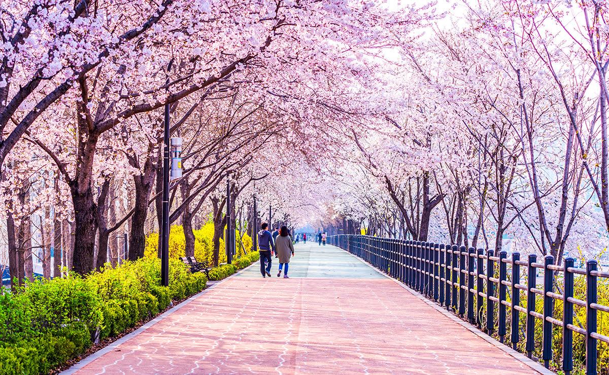 seoul travel tips south korea spring cherry blossoms fall foliage