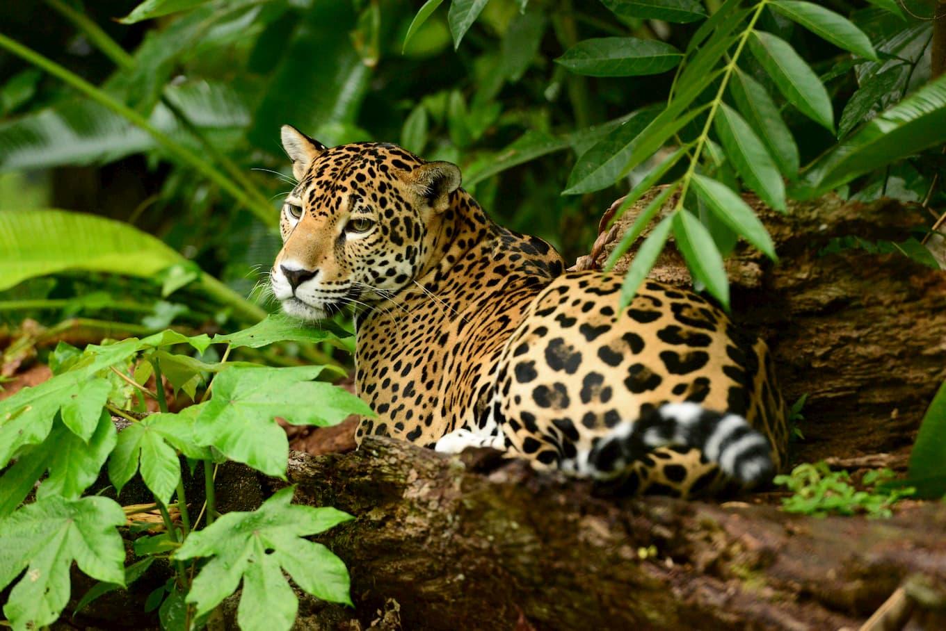 wp content/uploads///Jaguar Credit Belize Tourism Board