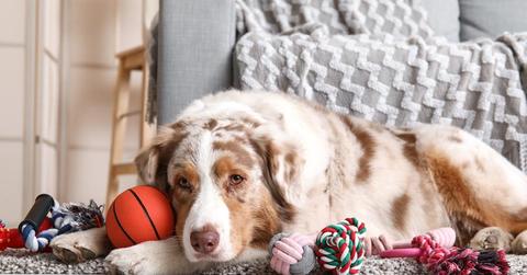 Pixel-Shot // Shutterstock