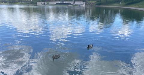 creating a bird friendly world compressed