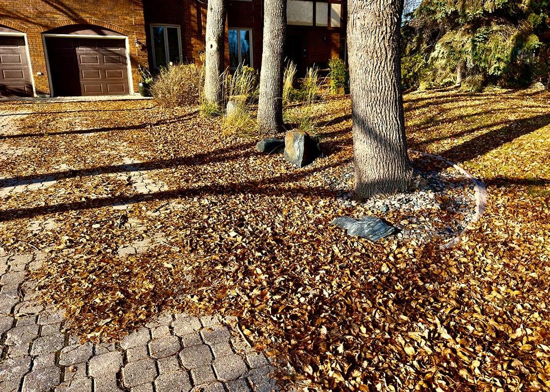 Rake it or leave it? Here's why you may just want to leave your leaves where they fall