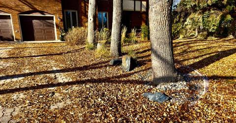 Rake it or leave it? Here's why you may just want to leave your leaves where they fall