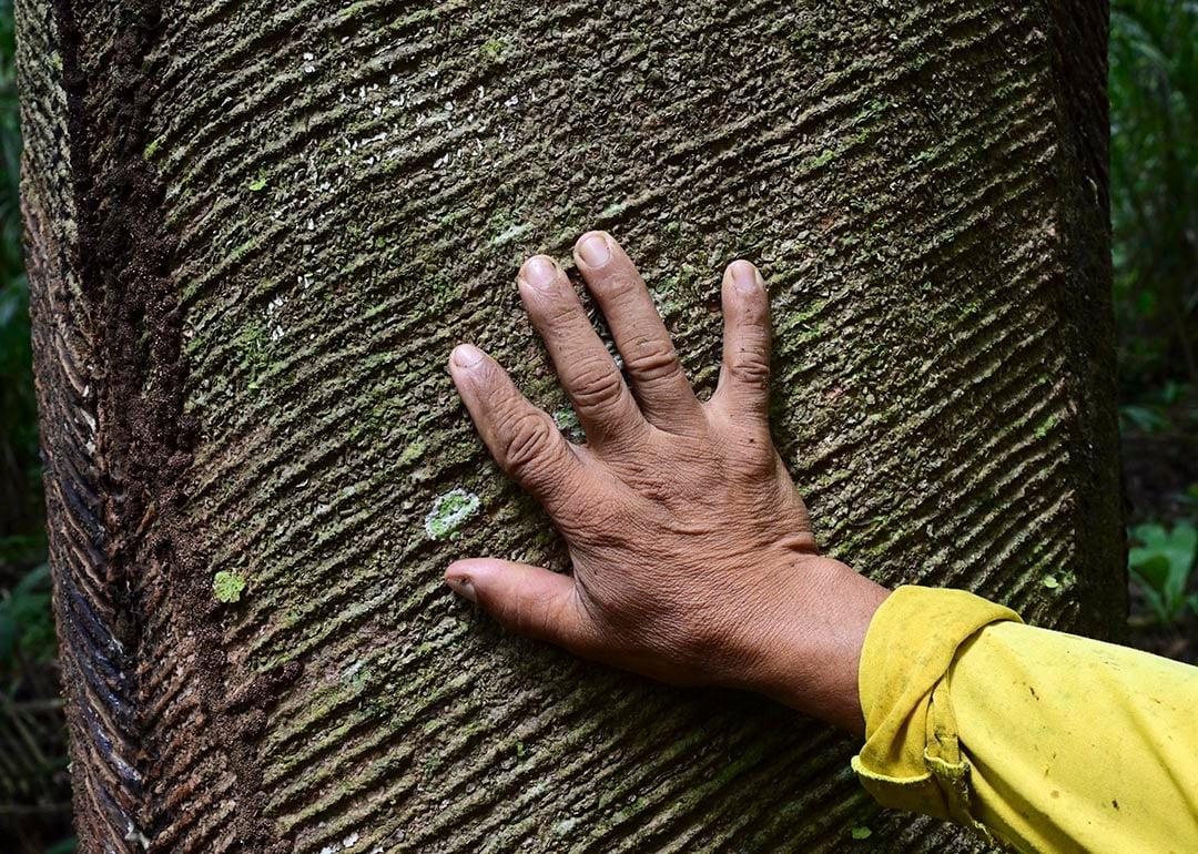 Can a sneaker brand help counter Amazon deforestation?