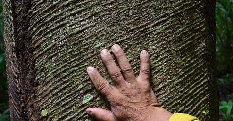 Can a sneaker brand help counter Amazon deforestation?