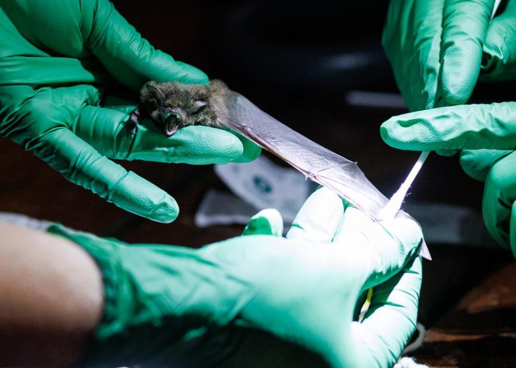 the narwhal bat probiotic treatment