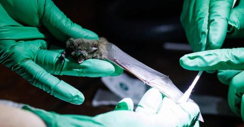 the narwhal bat probiotic treatment