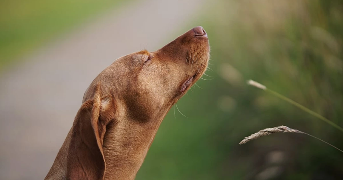 Dogs Can Help Fight Spotted Lanternflies, Study Finds